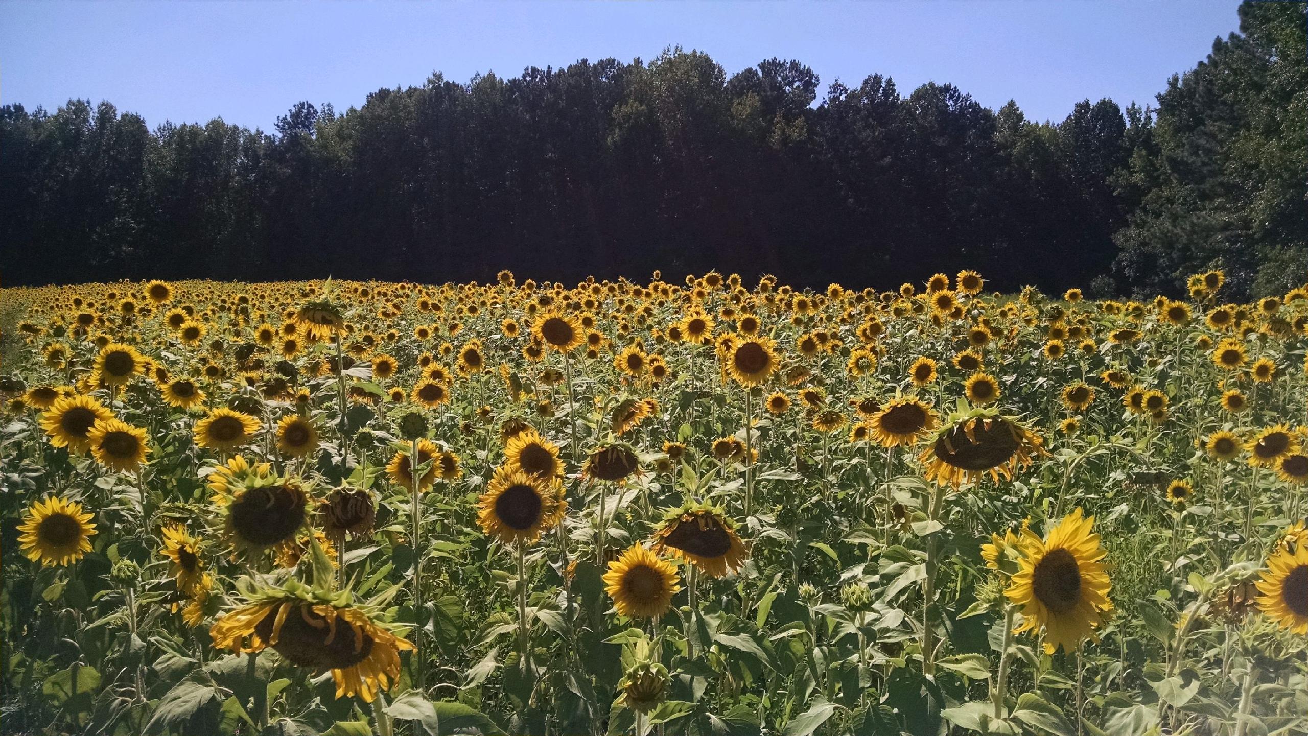 NC Center For Counseling And Psychological Services